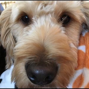 Meet your Posher, Elise